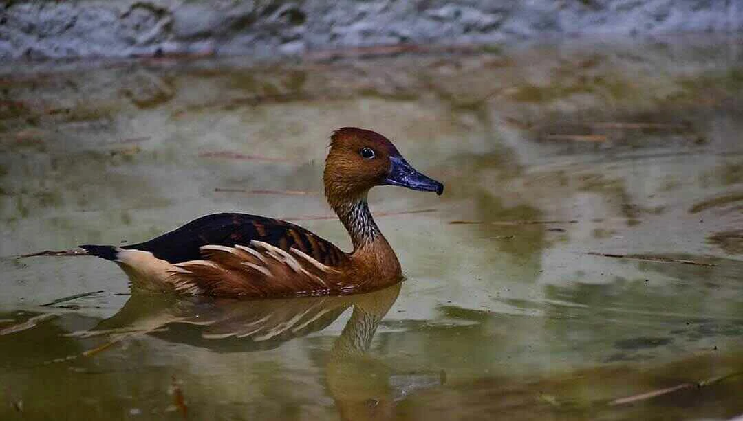 Fulvous Whistling Duck